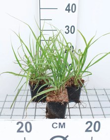Pennisetum alopecuroides 'Moudry' - pot 9x9 cm