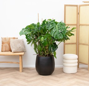 Monstera Deliciosa - 120cm
