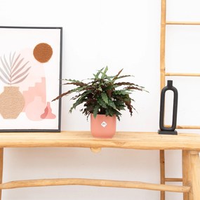 Calathea Elgergrass - 70cm