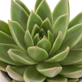 Echeveria Miranda incl. 'Deep forest' pot - set van 2