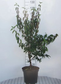 Cornus mas - pot 10L - 60-80 cm