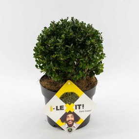 Ilex crenata 'Icoprins11' (Dark Green) - pot - bolvorm diameter 15-20 cm