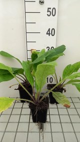 Pulmonaria rubra - pot 9x9 cm
