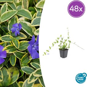 Vinca Minor 'Blue and Gold' - 20cm