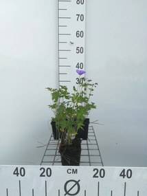 Geranium 'Johnson's Blue' - pot 9x9 cm -