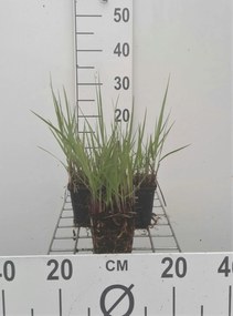Panicum virgatum 'Prairie Sky' - pot 9x9 cm