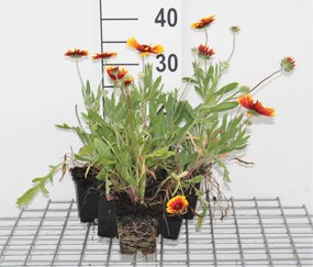 Gaillardia 'Kobold' - pot 9x9 cm -