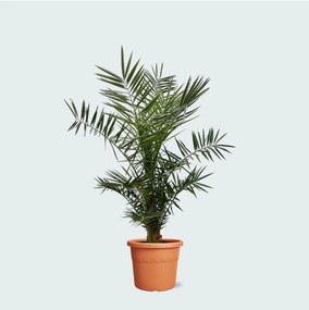 Phoenix Canariensis - 130cm