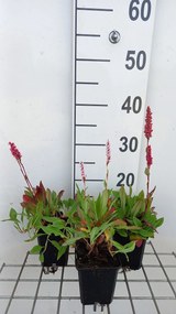 Persicaria aff. 'Dimity' - pot 9x9 cm