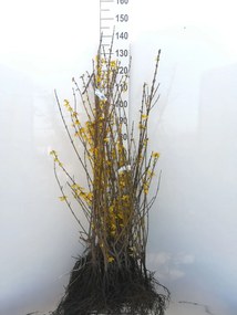 Forsythia x intermedia - blote wortel - 60-90 cm -