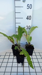 Inula helenium - pot 9x9 cm (Griekse Alant)