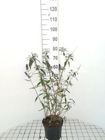 Buddleja davidii 'Black Knight' - pot - 40-60 cm -