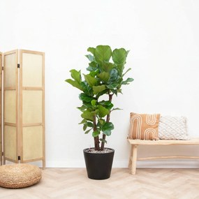 Combi deal - Ficus Lyrata Vertakt inclusief pot Bucket - 200cm