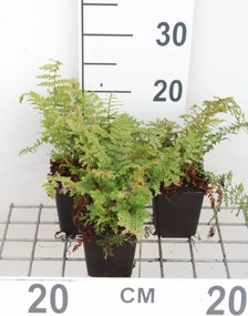 Polystichum setiferum 'Proliferum' - pot 9x9 cm -