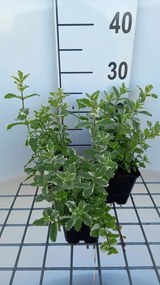 Mentha x rotundifolia 'Variegata' - pot 9x9 cm
