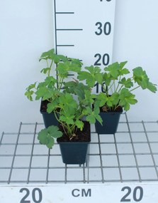 Astrantia 'Buckland' - pot 9x9 cm -