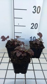 Rodgersia 'Chocolate Wings' - pot 9x9 cm