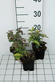 Monarda bradburiana - pot 9x9 cm -