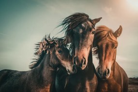 Foto Family portrait, Marcus	Hennen