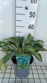 Hosta 'Kiwi Full Monty' - pot 3L