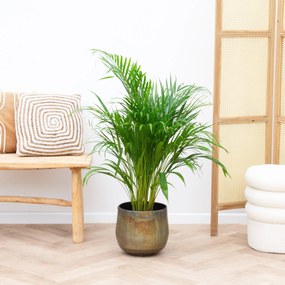 Dypsis Lutescens (Areca palm) - 100cm