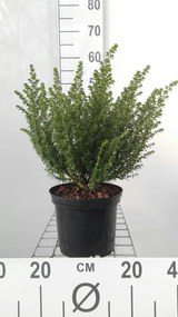 Prostanthera cuneata - pot - 20-25 cm