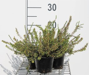 Erica carnea - roze - pot diameter 10,5 cm - 10-12 cm -