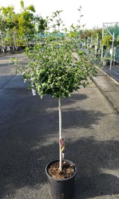 Hibiscus syriacus 'Woodbridge' - pot 15L - halfstam boom