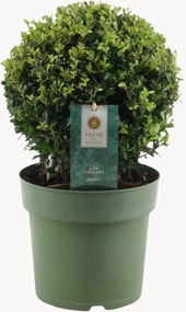 Planten Japanse hulst Ilex Crenata Jenny in bolvorm, 2-delig