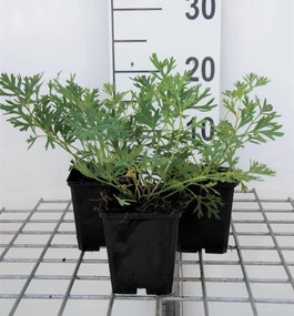 Pulsatilla vulgaris - pot 9x9 cm -
