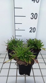 Jasione laevis 'Blaulicht' - pot 9x9 cm