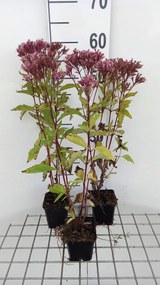 Eupatorium maculatum 'Purple Bush' - pot 9x9 cm -