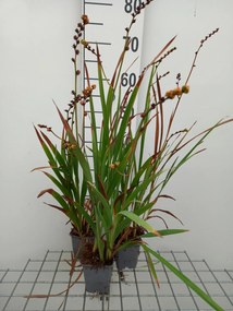 Crocosmia 'Buttercup' - pot 9x9 cm