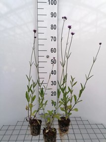 Verbena bonariensis - biopot diameter 8 cm -