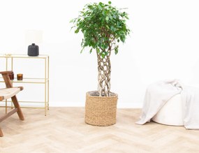 Ficus Benjamina gevlochten mat - 120cm