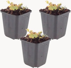 Planten Bloody Cranesbill Geranium sanguineum Max Frei, 3-delig