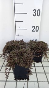 Leptinella squalida 'Platt's Black' - pot 9x9 cm -