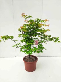 Acer palmatum 'Ohsakazuki' - pot 15L - 100-125 cm