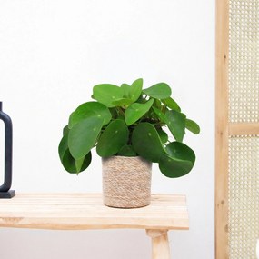 Pilea Peperomioides (Pannenkoekenplant) - 40 cm