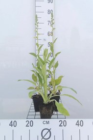 Digitalis purpurea 'Alba' - pot 9x9 cm -