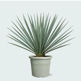 Yucca Rostrata 'Blue Swan' - 60cm