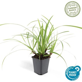 48x Carex morrowii'Ice Dance'-↕10-25cm - Ø9cm