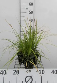 Carex oshimensis 'Greenwell' - pot 9x9 cm
