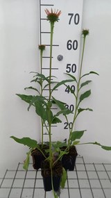 Echinacea 'Tangerine Dream' - pot 9x9 cm -