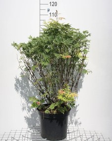 Sorbaria sorbifolia 'Sem' - pot 12L - 60-80 cm