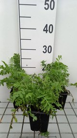 Tanacetum vulgare - pot 9x9 cm (Boerenwormkruid) -