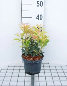 Pieris 'Forest Flame' - pot 2L - 20-30 cm