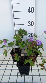 Geranium 'Sylvia's Surprise' - pot 9x9 cm -