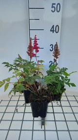 Astilbe 'Etna' - pot 9x9 cm