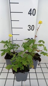 Trollius europaeus - pot 9x9 cm